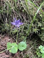 Phyteuma scheuchzeri