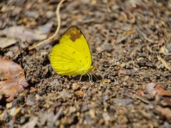 Eurema simulatrix tecmessa