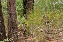 Allocasuarina inophloia