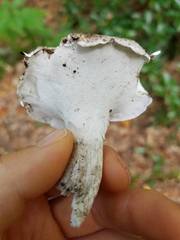 Albatrellaceae
