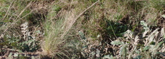 Platycarpha glomerata