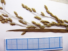 Poa ussuriensis