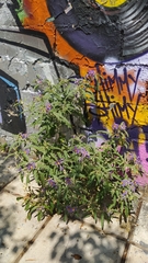 Solanum elaeagnifolium