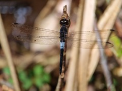 Orchithemis pruinans