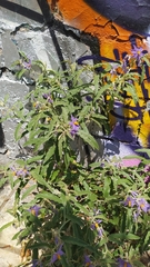 Solanum elaeagnifolium