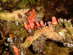 Lycogala conicum