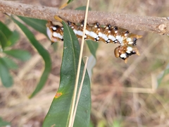 Psalidostetha banksiae