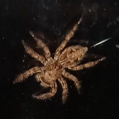 Plexippus petersi