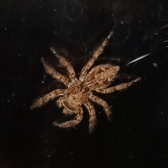 Plexippus petersi