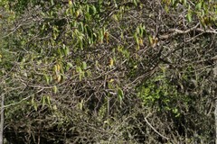 Cordia caffra