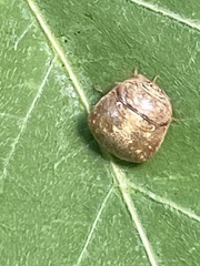 Megacopta punctatissima