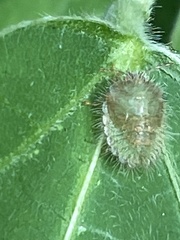 Megacopta punctatissima