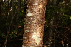 Araucaria cunninghamii