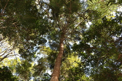 Araucaria cunninghamii