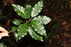 Actephila mooreana