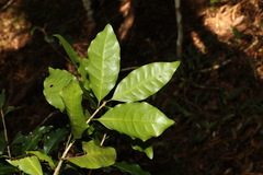 Actephila mooreana