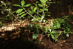 Actephila mooreana