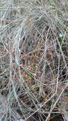 Austrostipa elegantissima