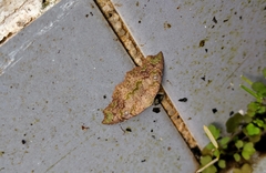 Laspeyria viridicincta