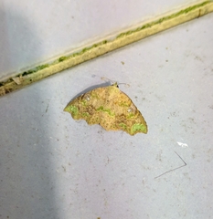 Laspeyria viridicincta