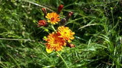 Pilosella aurantiaca