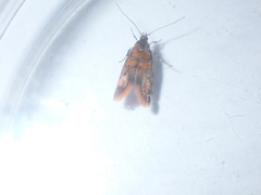 Promalactis procerella