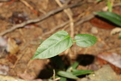 Leichhardtia longiloba