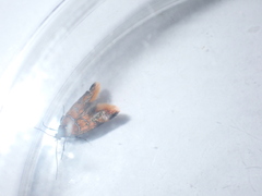 Promalactis procerella