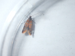 Promalactis procerella