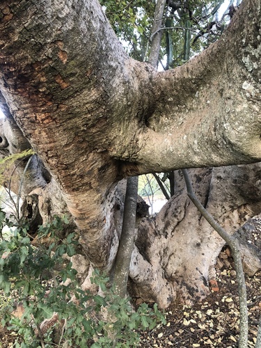 Ficus glumosa image