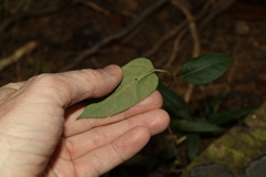 Leichhardtia longiloba