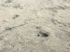 Conocephalus spinosus
