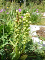 Dactylorhiza viridis