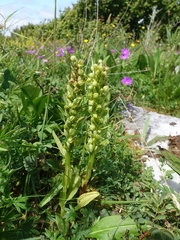 Dactylorhiza viridis