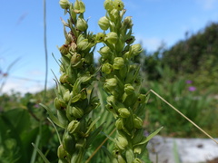 Dactylorhiza viridis