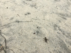 Conocephalus spinosus