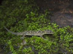 Cnemaspis ajijae