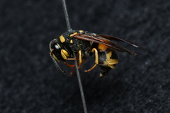 Euodynerus dantici