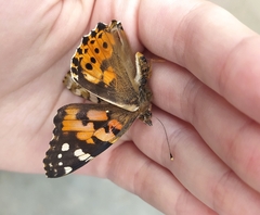 Vanessa cardui