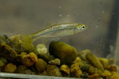 Rasbora naggsi