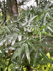 Senna corymbosa