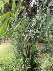 Senna corymbosa