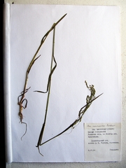Poa ussuriensis