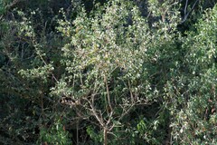 Lippia javanica