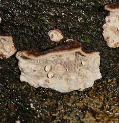 Datronia brunneoleuca