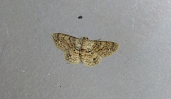 Myrioblephara pallibasis