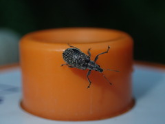 Polydrusus pilosus