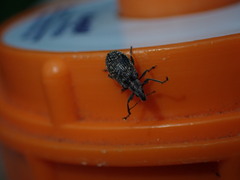 Polydrusus pilosus