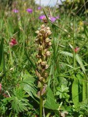 Dactylorhiza viridis