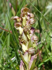 Dactylorhiza viridis
